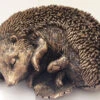 Resin Bronze Effect Sleeping Hedgehog Garden Ornament -Garden Planting Supplies Store RES354