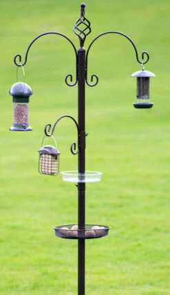 Tom Chambers Royale Bird Station