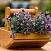 Yorkshire Trug - Planter 1 Yorkshire Trug - Planter -Garden Planting Supplies Store TRUG
