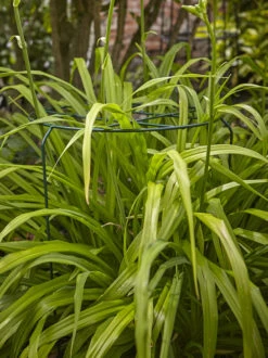 Tom Chamber Urban Grow-Thru Large