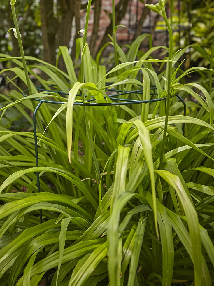 Tom Chamber Urban Grow-Thru Large 3 Tom Chamber Urban Grow-Thru Large