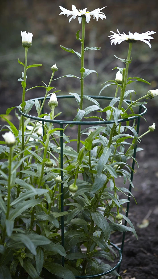 Tom Chamber Urban Conical Large 4 Tom Chamber Urban Conical Large - Image 2