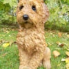 Labradoodle Dog - Garden Ornament